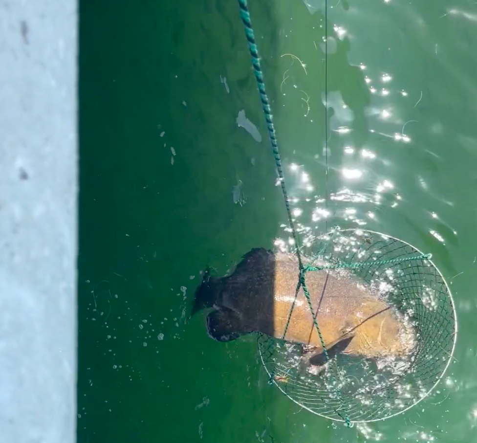 drop net for bridge fishing The LandingHoop